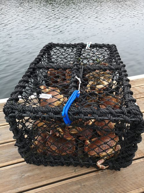 Huvudbild Krabbtina Frøystad 9kg med ...