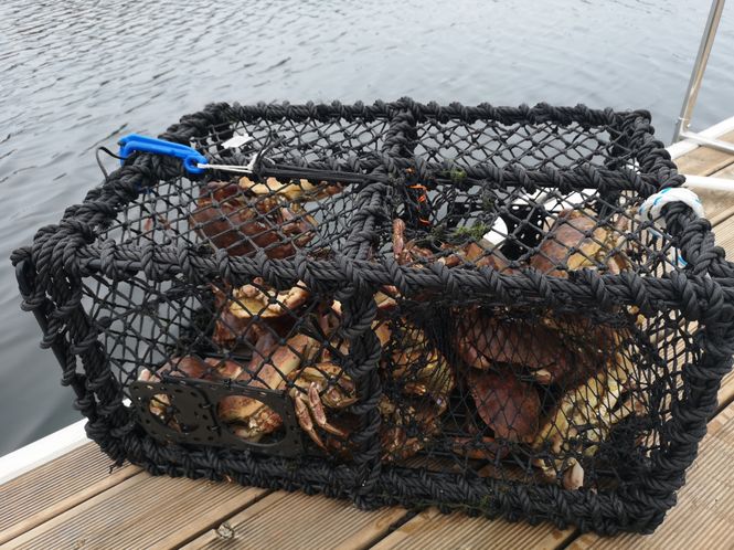 Huvudbild Krabbeteine Frøystad 7kg