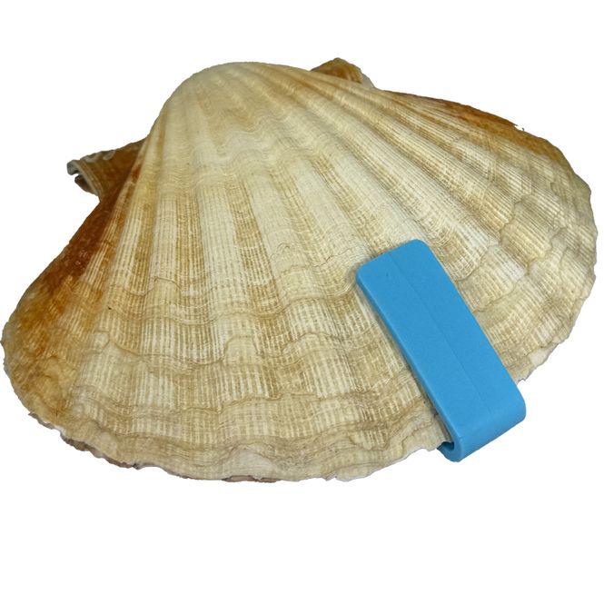 Main Image Scallop shell clips 20pcs
